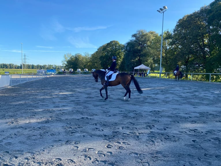 Oldenburgare Sto 14 år 162 cm Mörkbrun in Fronreute