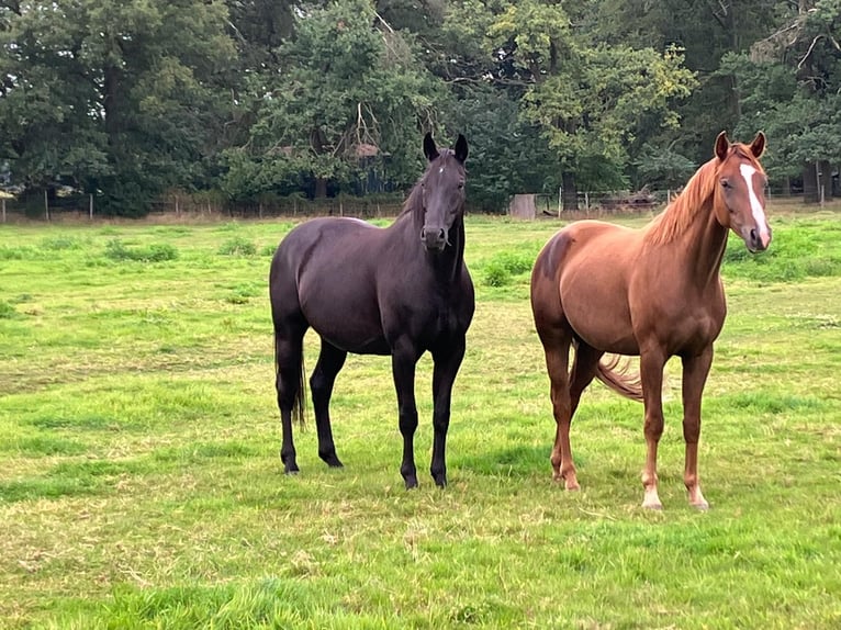 Oldenburgare Sto 14 år 168 cm Svart in Vechta