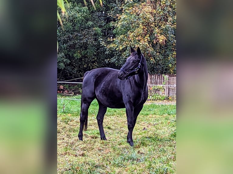 Oldenburgare Sto 14 år 168 cm Svart in Vechta