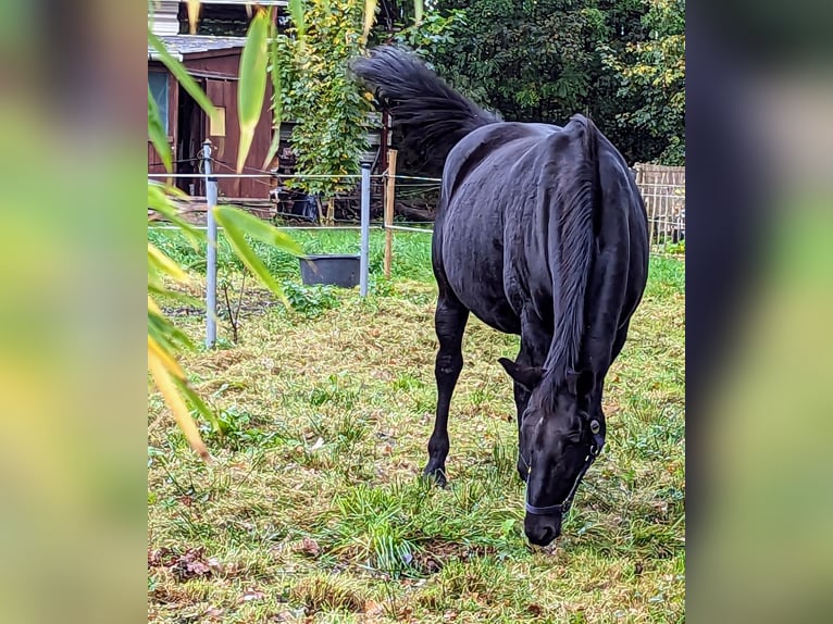 Oldenburgare Sto 14 år 168 cm Svart in Vechta