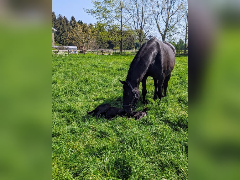 Oldenburgare Sto 14 år 168 cm Svart in Vechta