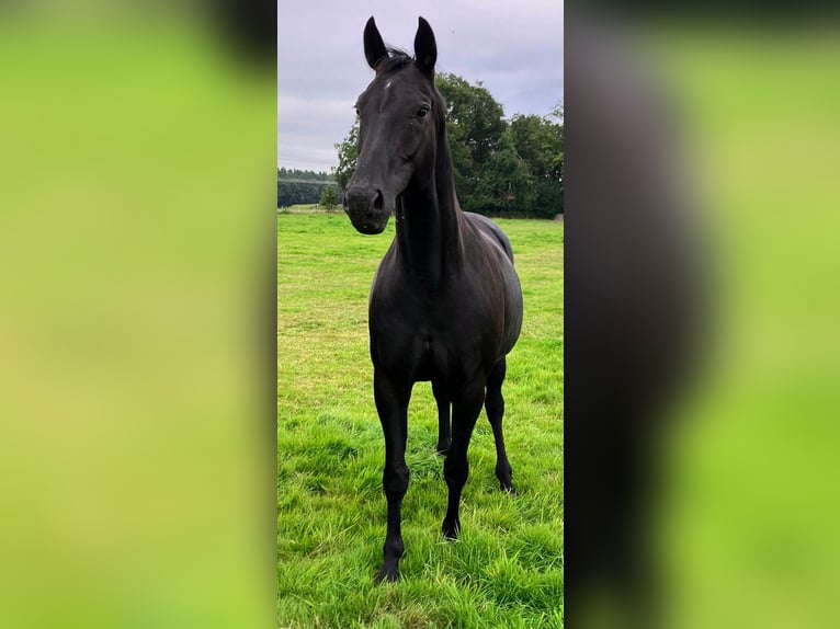 Oldenburgare Sto 14 år 168 cm Svart in Vechta