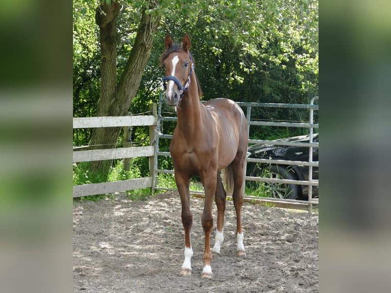 Oldenburgare Sto 1 år 172 cm Fux in Greifenstein