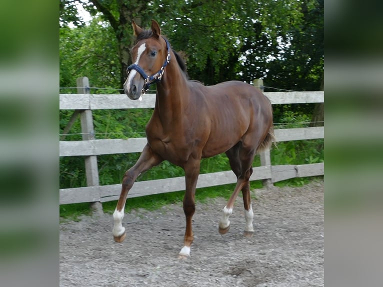 Oldenburgare Sto 1 år 172 cm Fux in Greifenstein