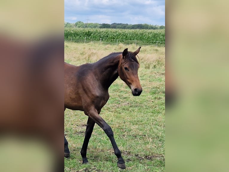 Oldenburgare Sto 1 år Mörkbrun in BROCKUM