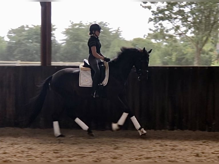 Oldenburgare Sto 3 år 161 cm Mörkbrun in Neeritter