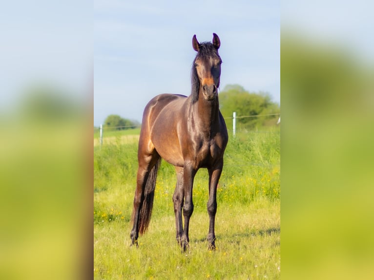 Oldenburgare Sto 3 år 166 cm Brun in Nittel