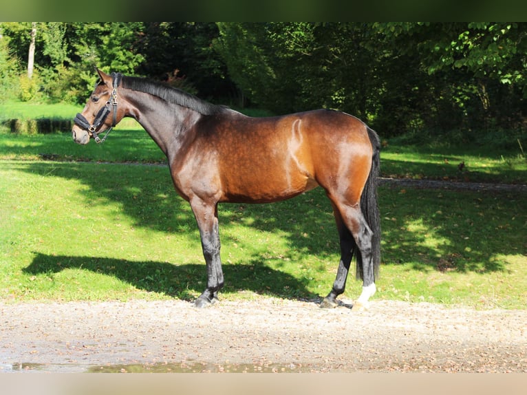 Oldenburgare Sto 4 år 167 cm Brun in Darmstadt