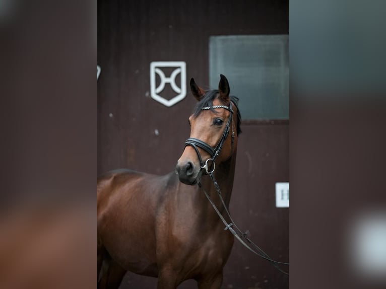 Oldenburgare Sto 4 år 168 cm Brun in Borchen