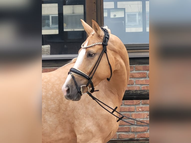 Oldenburgare Sto 4 år 168 cm Palomino in Heidesheim am Rhein