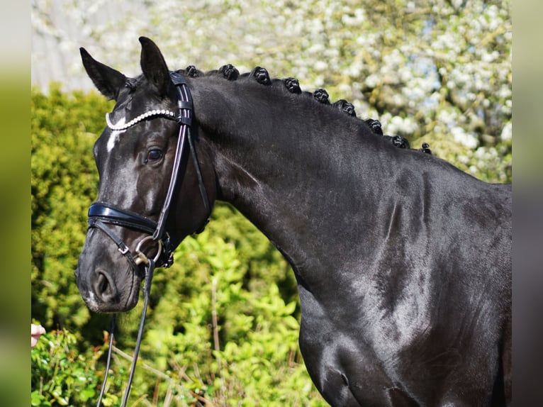 Oldenburgare Sto 4 år 172 cm Svart in Hohenfelde