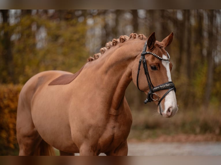 Oldenburgare Sto 5 år 164 cm Fux in Wehringen