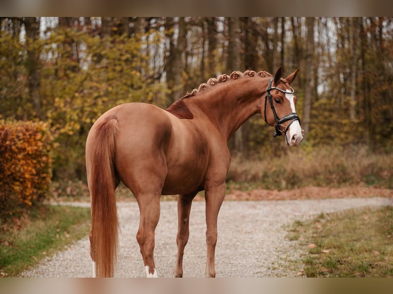 Oldenburgare Sto 5 år 164 cm Fux in Wehringen