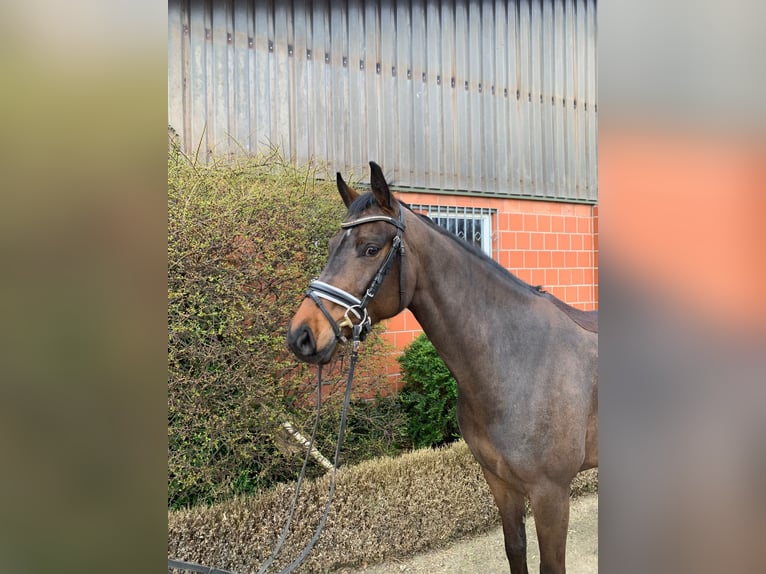 Oldenburgare Sto 5 år 164 cm Mörkbrun in Hepstedt