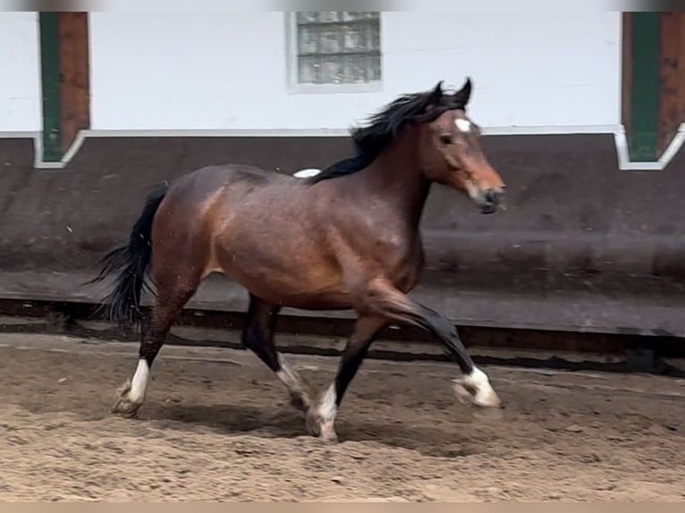 Oldenburgare Sto 6 år 165 cm Svart in Bramsche