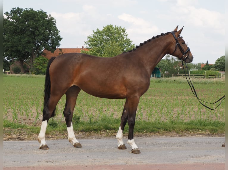 Oldenburgare Sto 6 år 165 cm Svart in Bramsche