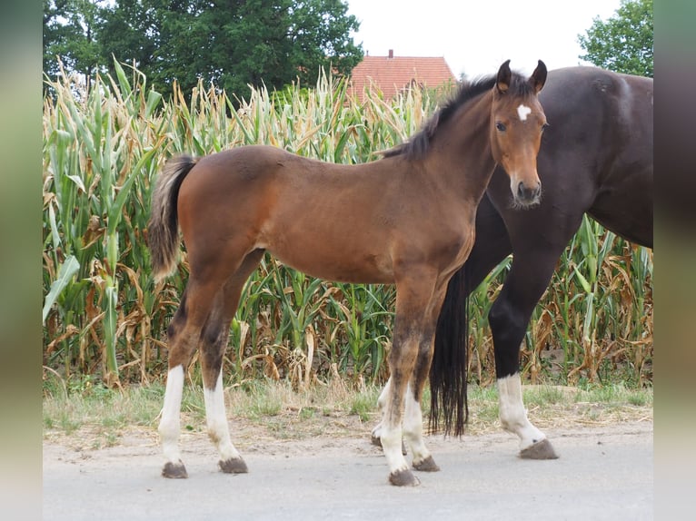 Oldenburgare Sto 6 år 165 cm Svart in Bramsche