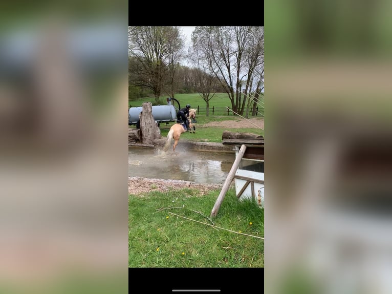 Oldenburgare Sto 7 år 165 cm Palomino in Kaarst