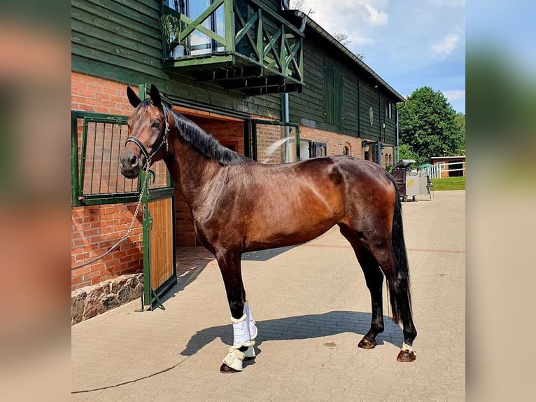 Oldenburgare Sto 8 år 172 cm Brun in Chomice