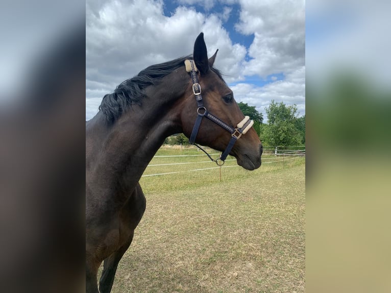 Oldenburgare Sto 9 år 175 cm Mörkbrun in Boitzenburger Land