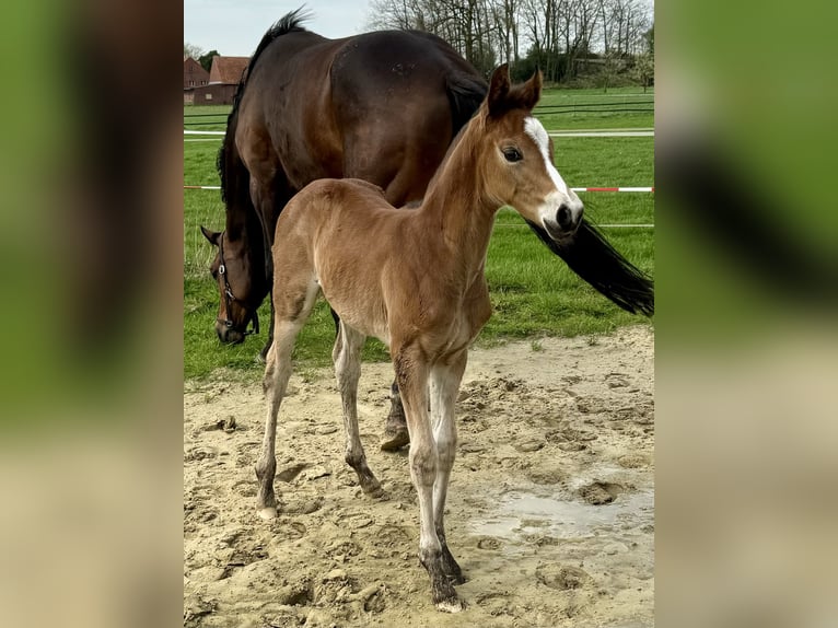 Oldenburgare Sto Föl (03/2024) 170 cm Mörkbrun in Neuenkirchen