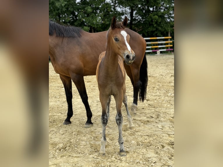 Oldenburgare Sto Föl (03/2024) 170 cm Mörkbrun in Neuenkirchen