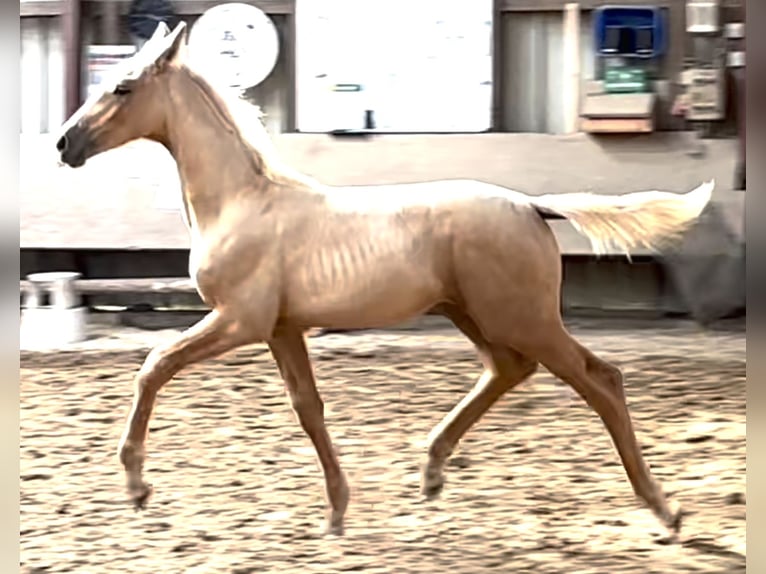 Oldenburgare Sto Föl (06/2024) 170 cm Palomino in Stuhr