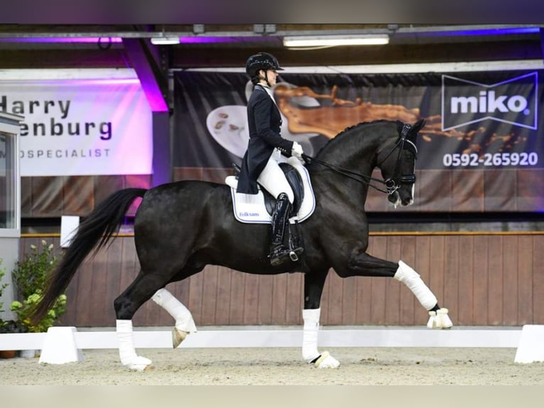 Oldenburgare Sto Föl (05/2024) Mörkbrun in Emstek