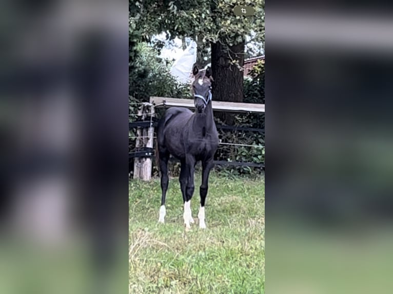 Oldenburgare Sto Föl (04/2024) Rökfärgad svart in Werlte