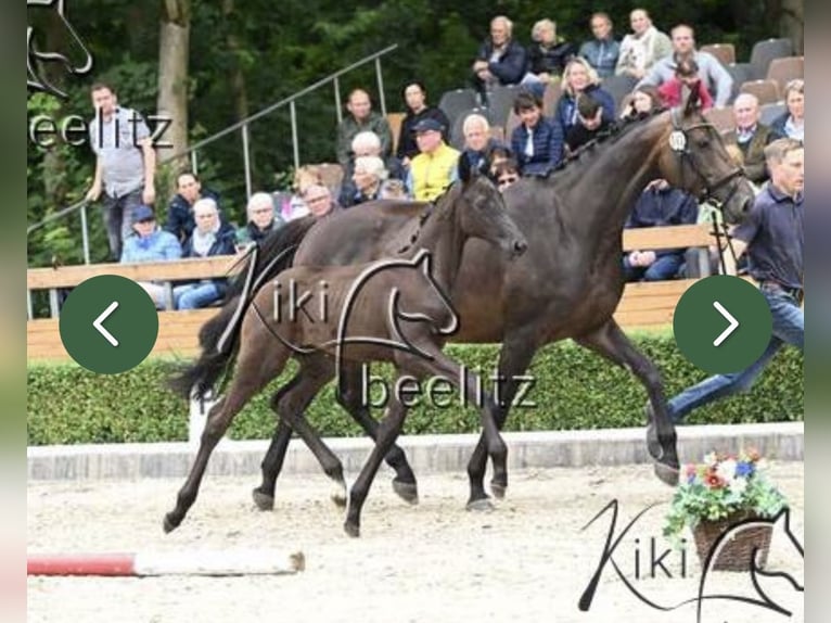 Oldenburgare Sto Föl (05/2024) Svart in Dahlenburg