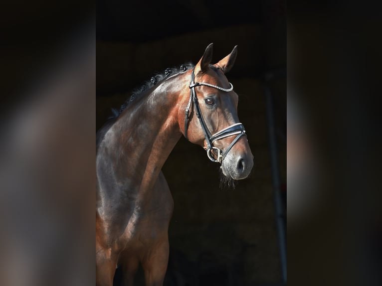 Oldenburgare Valack 10 år 168 cm Mörkbrun in Cloppenburg