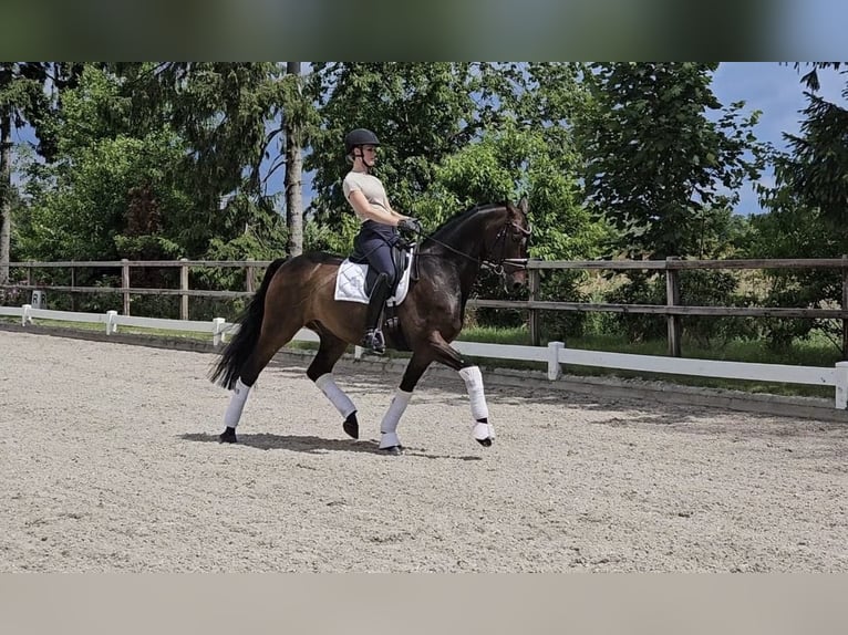 Oldenburgare Valack 10 år 168 cm Mörkbrun in Cloppenburg