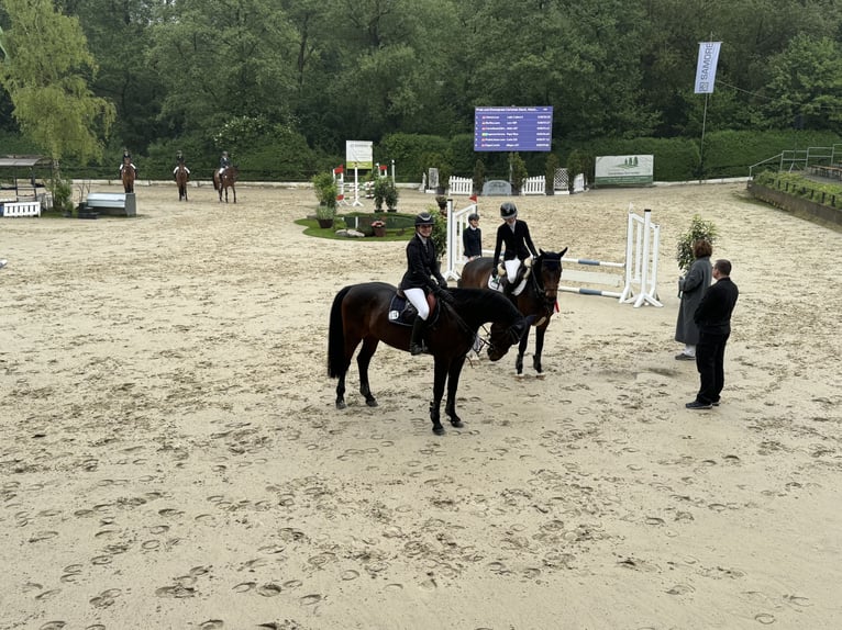 Oldenburgare Valack 10 år 169 cm Brun in Remagen