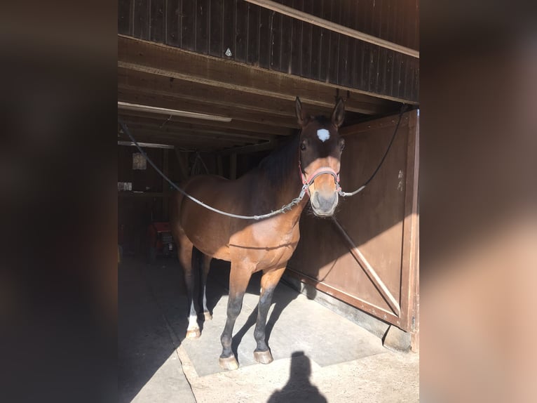 Oldenburgare Valack 11 år 170 cm Brun in Stadland