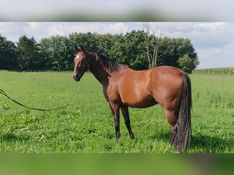 Oldenburgare Valack 11 år 174 cm Brun in Damme