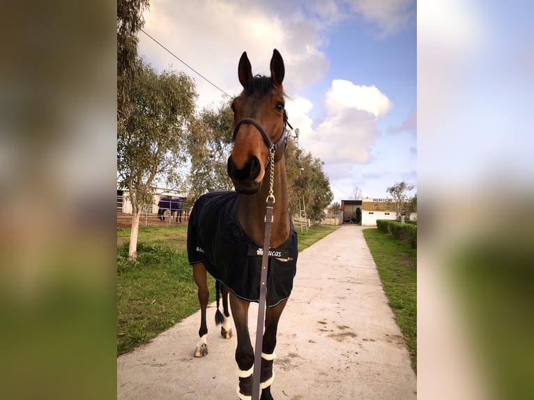 Oldenburgare Valack 11 år 180 cm Brun in Ústí nad Labem 40001