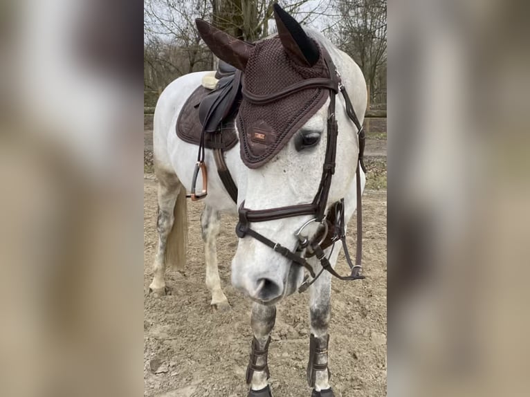 Oldenburgare Valack 13 år 165 cm Grå in Kriftel