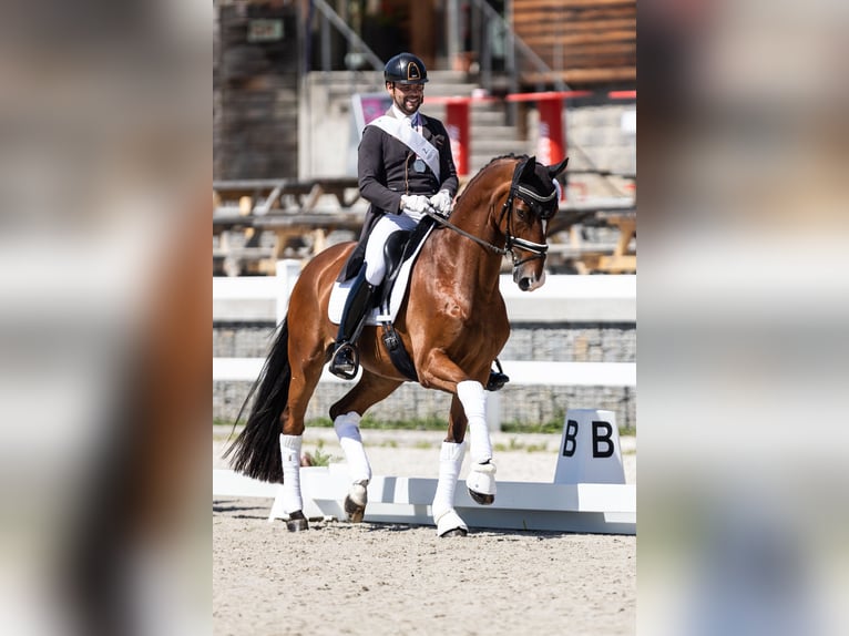 Oldenburgare Valack 13 år 171 cm Brun in Slany