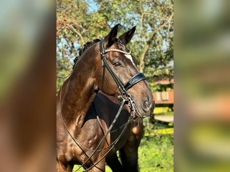 Oldenburgare Valack 13 år 180 cm Brun in Lippetal