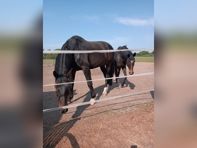 Oldenburgare Valack 13 år 183 cm Mörkbrun in Bassum