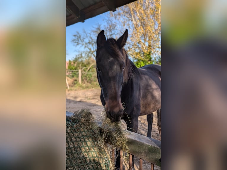 Oldenburgare Valack 14 år 163 cm Mörkbrun in Usedom