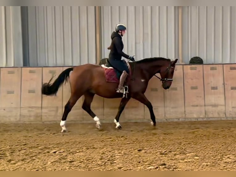 Oldenburgare Valack 14 år 166 cm Brun in Neustadt (Wied)