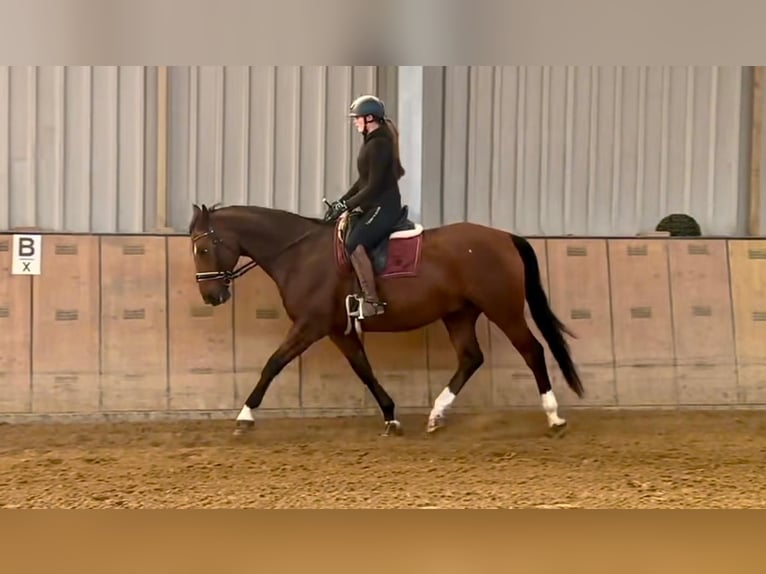 Oldenburgare Valack 14 år 166 cm Brun in Neustadt (Wied)