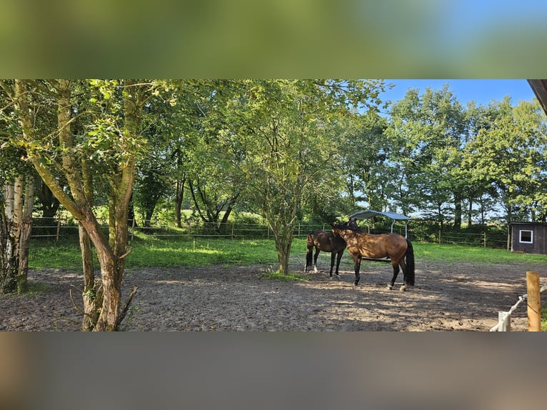 Oldenburgare Valack 14 år 170 cm in Dohren