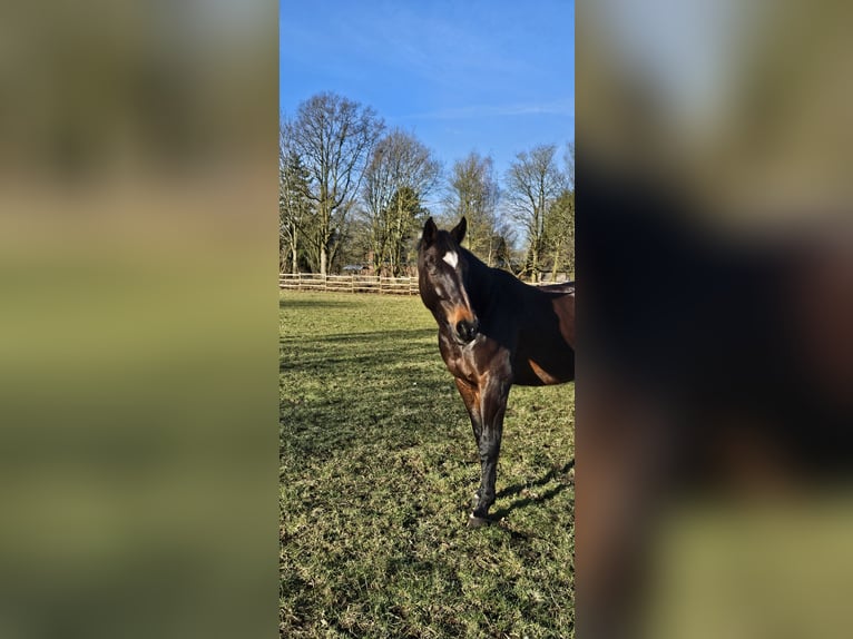 Oldenburgare Valack 14 år 170 cm in Dohren