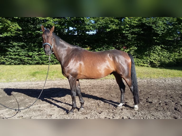 Oldenburgare Blandning Valack 15 år 178 cm Brun in Alveslohe