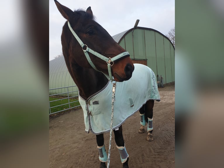 Oldenburgare Blandning Valack 15 år 178 cm Brun in Alveslohe