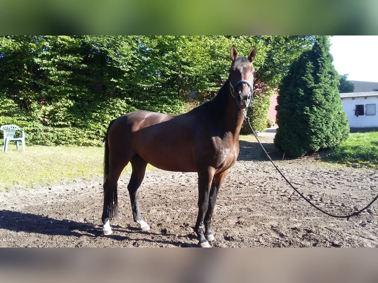 Oldenburgare Blandning Valack 15 år 178 cm Brun in Alveslohe