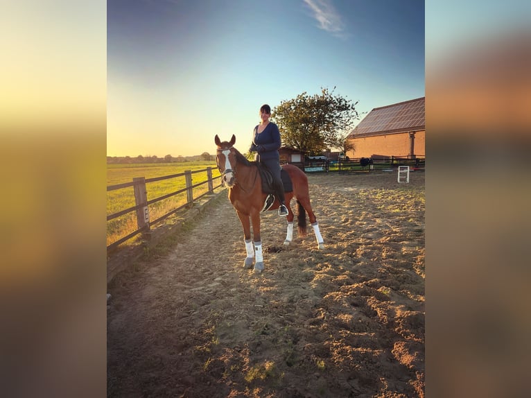 Oldenburgare Valack 20 år 162 cm Brun in Xanten