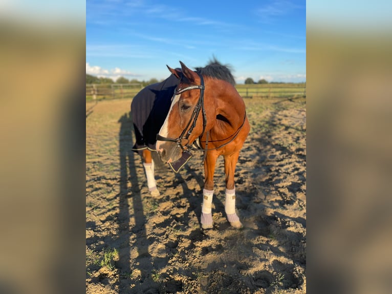 Oldenburgare Valack 20 år 162 cm Brun in Xanten